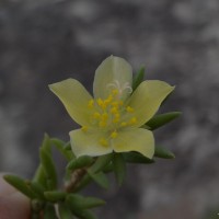 Portulaca suffruticosa Wall. ex Wight & Arn.